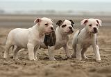 BOULEDOGUE AMERICAIN 146